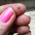 Found the teeniest snail while gardening