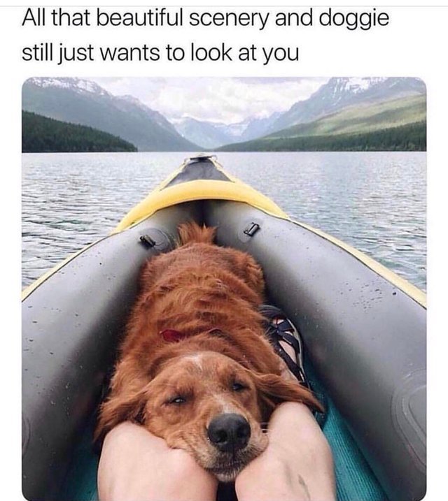 All that beautiful scenery and doggie still just wants to look at you - meme