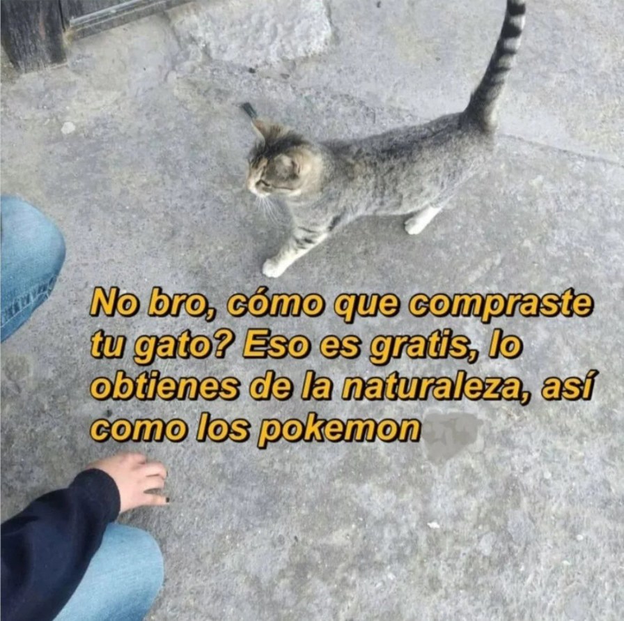 Cómo que compraste un gato? Eso se consigue en la naturaleza bro - meme