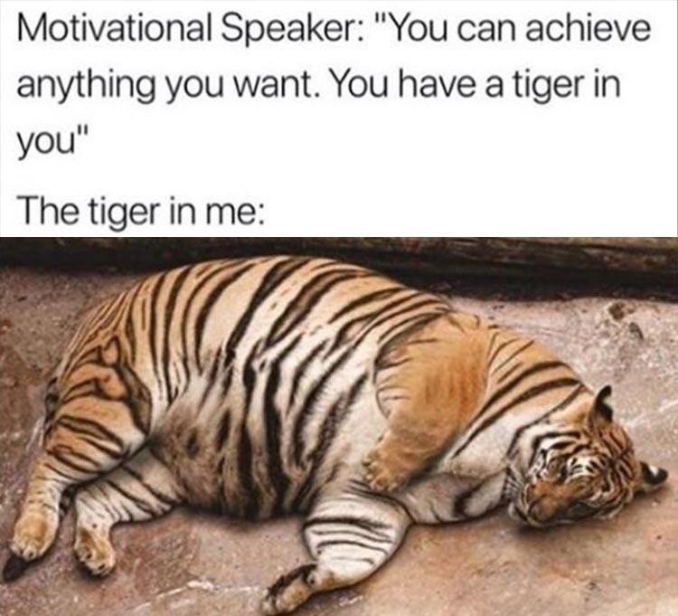 The tiger in me is dummy thick - meme