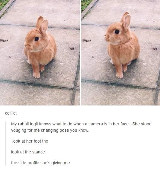 Model bunny - meme