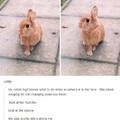 Model bunny