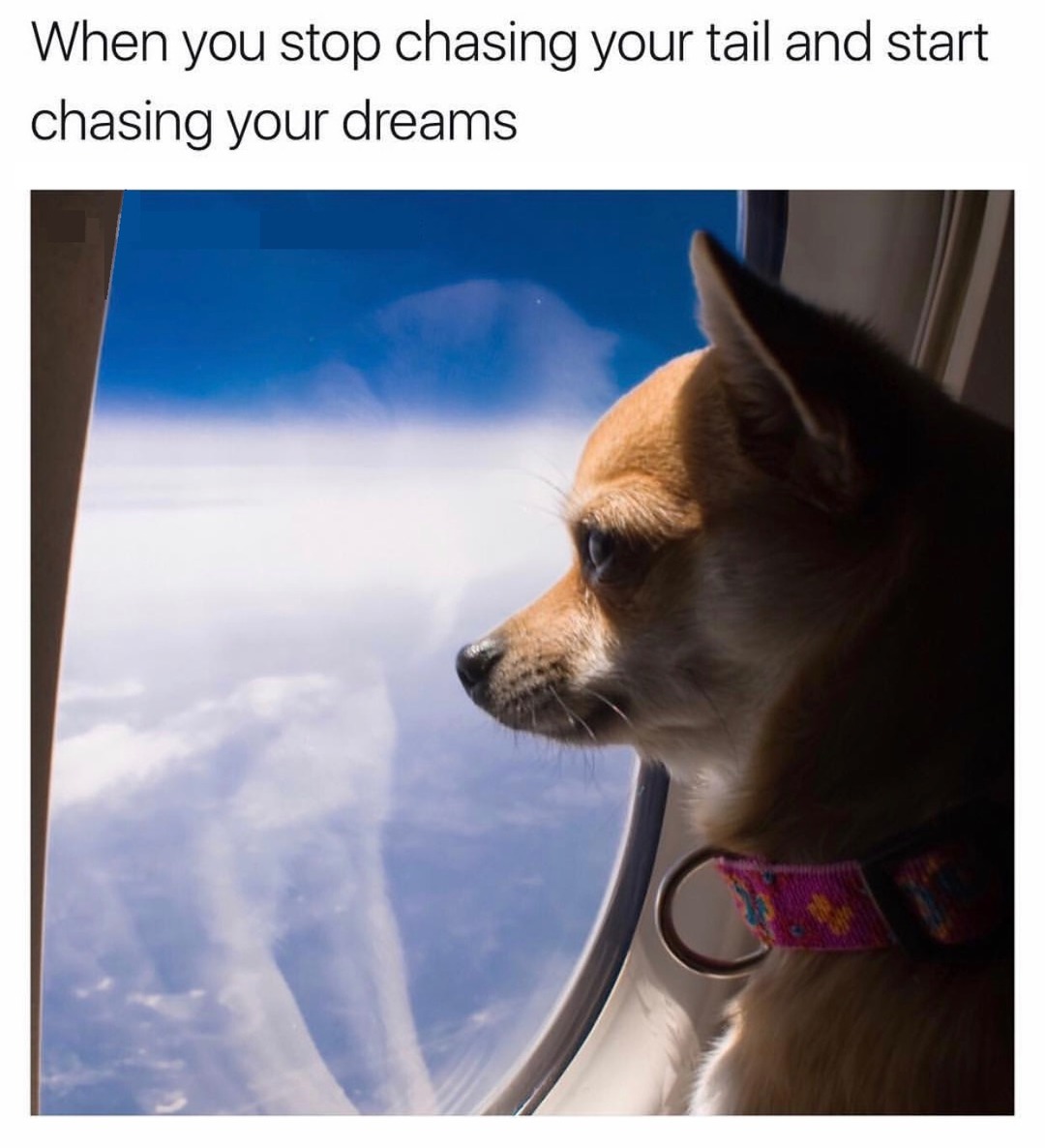 Chasing your dreams - meme