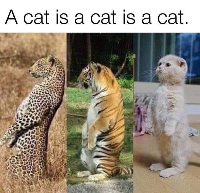 A cat is a cat is a cat and that’s the rule - meme