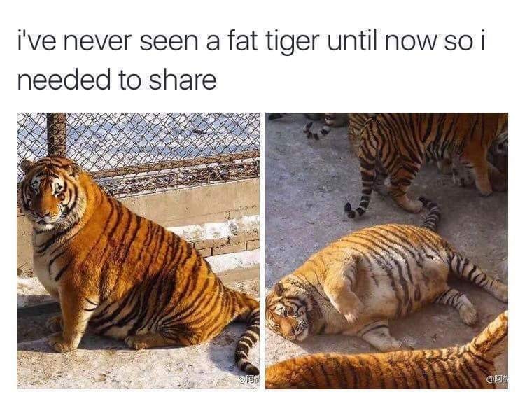 Fat Tiger - meme