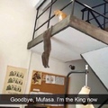 the cat king