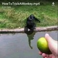 Silly monkey.