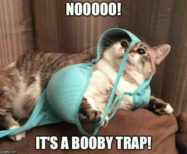 Booby trap cat - meme