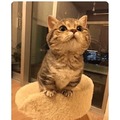 commented item thumbnail