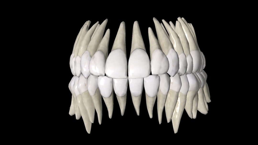 Human teeth without anything surrounding them - meme