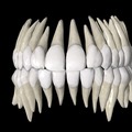 Human teeth without anything surrounding them