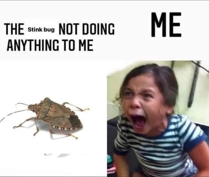The stink bug isn’t doing anything to me but I still hate him - meme