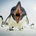 El precioso interior de la boca de un pingüino :))