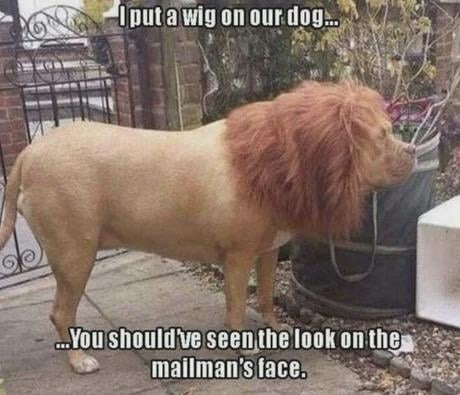Put a wig on the dog, mailman wasn’t ready - meme