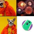 Doggo don't care for no firework