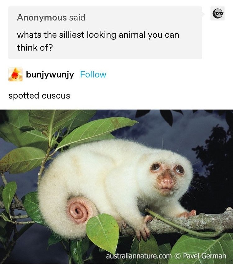 suck my cuscus - meme