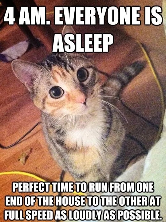 Cats at 4 in the morning - meme
