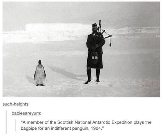 Scotland in a nutshell - meme