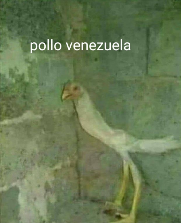 Pollo venezuela - meme