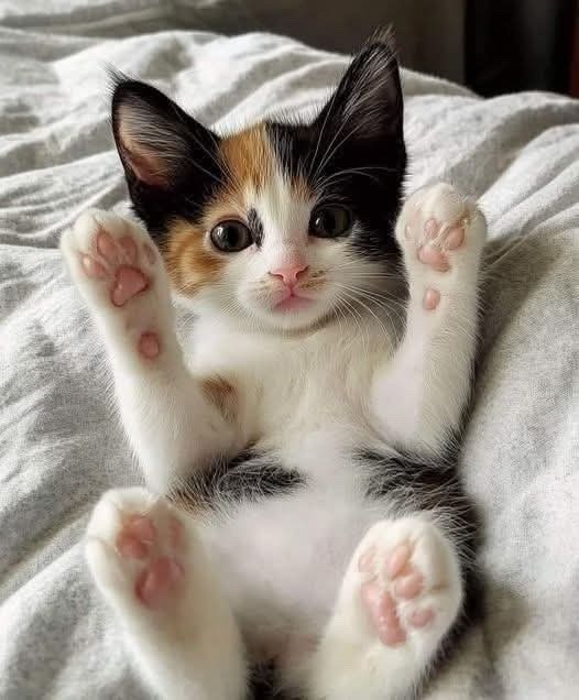 toe beans - meme