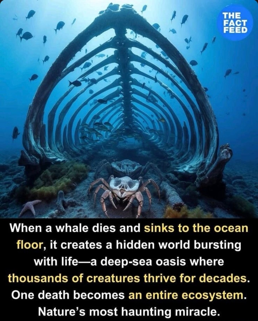 The best Ecosystem memes :) Memedroid