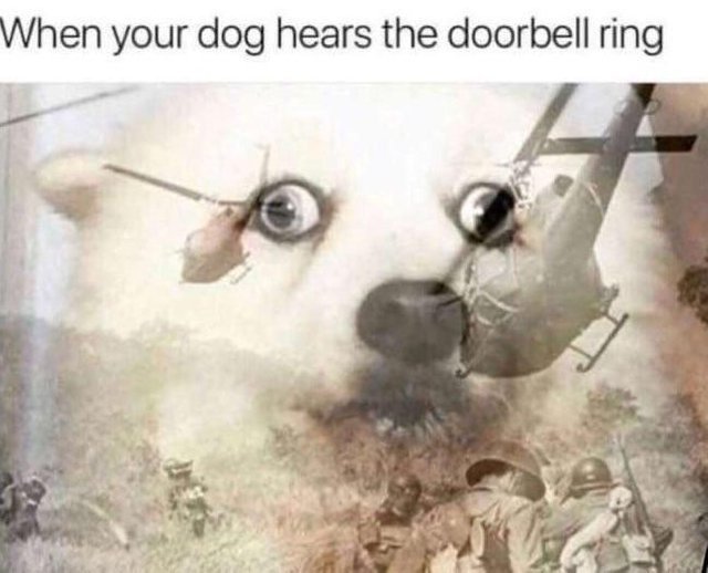 When your dog hears the doorbell ring - meme