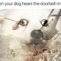 When your dog hears the doorbell ring