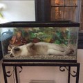 gato aquático