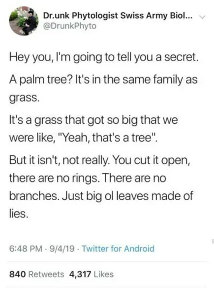 The truth about palm trees - meme