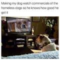 What a lucky doggo. I'll adopt the ones on TV though