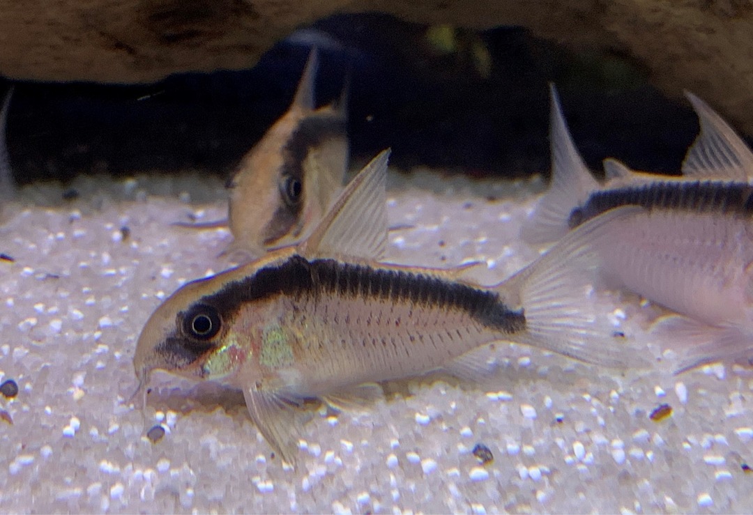 skunk corydora (like all corys, they need to be in groups) - meme
