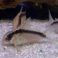 skunk corydora (like all corys, they need to be in groups)