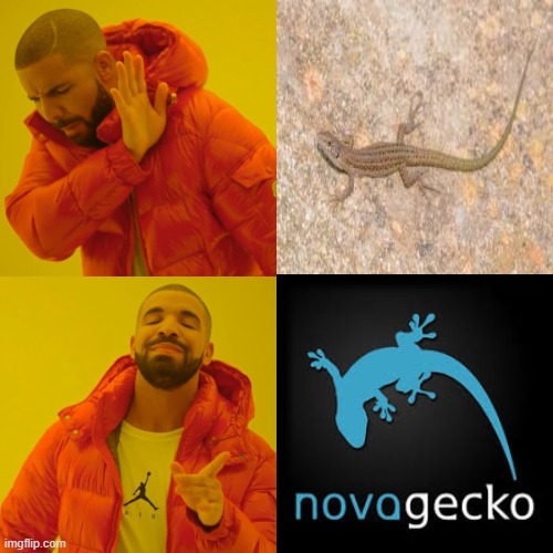 Gecko - meme