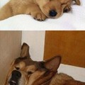 Sleepy doge