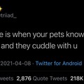 pets are amazing