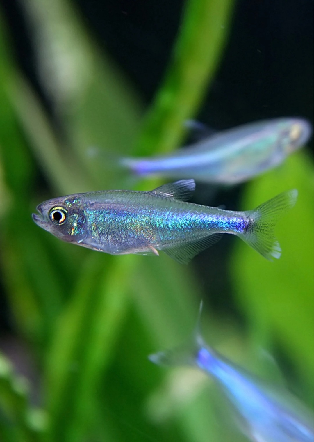 blue tetra (keep in big schools ore they may fight with each other) - meme