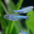 blue tetra (keep in big schools ore they may fight with each other)