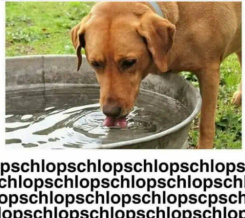 *perro tomando agua* - meme