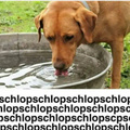 *perro tomando agua*