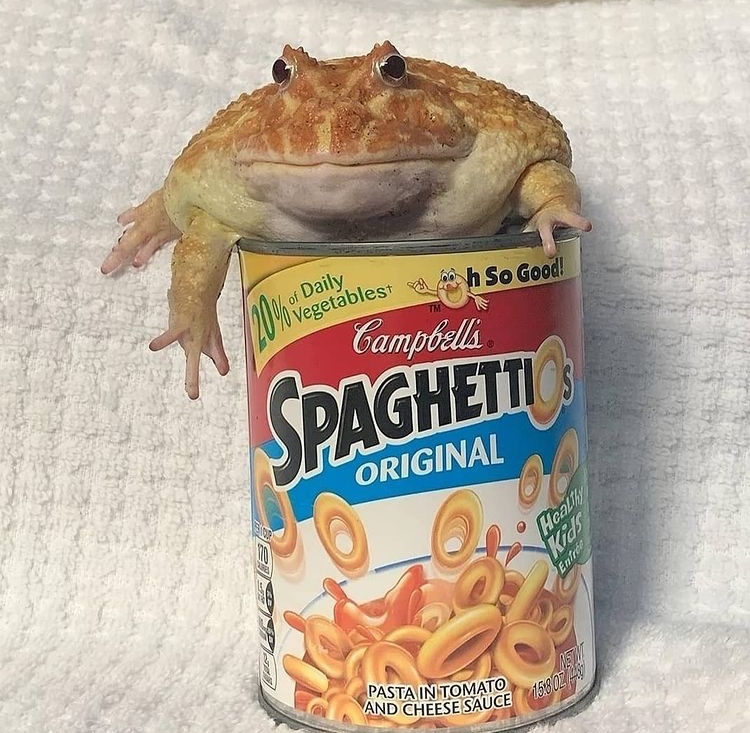 spaghettio guardian - meme