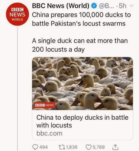 WW3: Ducks vs Locusts - meme