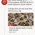 WW3: Ducks vs Locusts