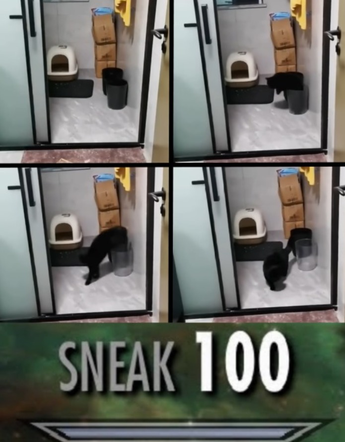 O dono deve ter passado o dia inteiro procurando o bicho - meme
