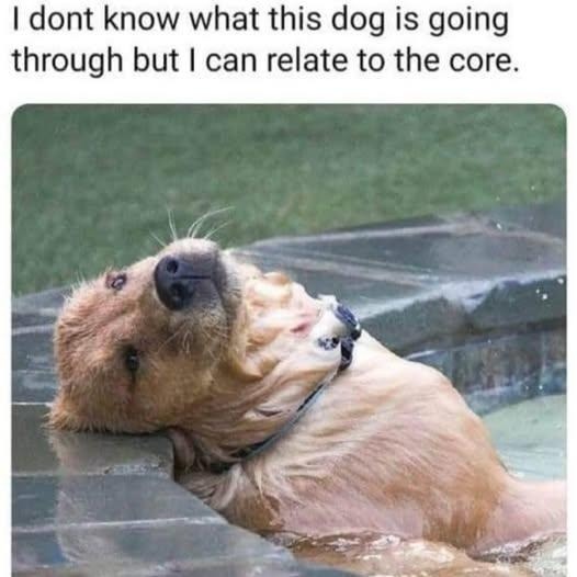 No idea what this dog’s going through but same - meme