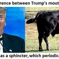 Trump and the Bull