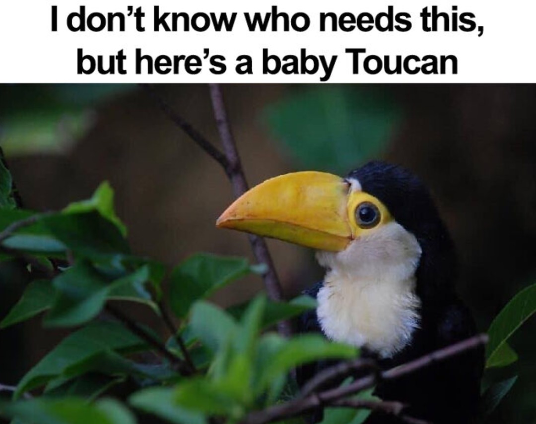 aww - meme