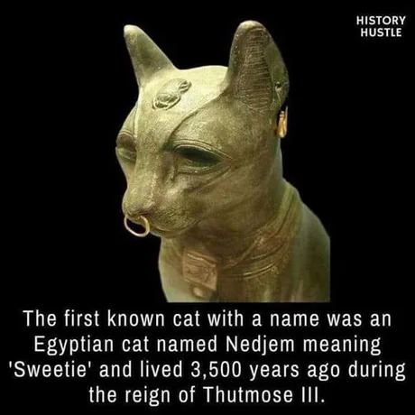 First known cat - meme
