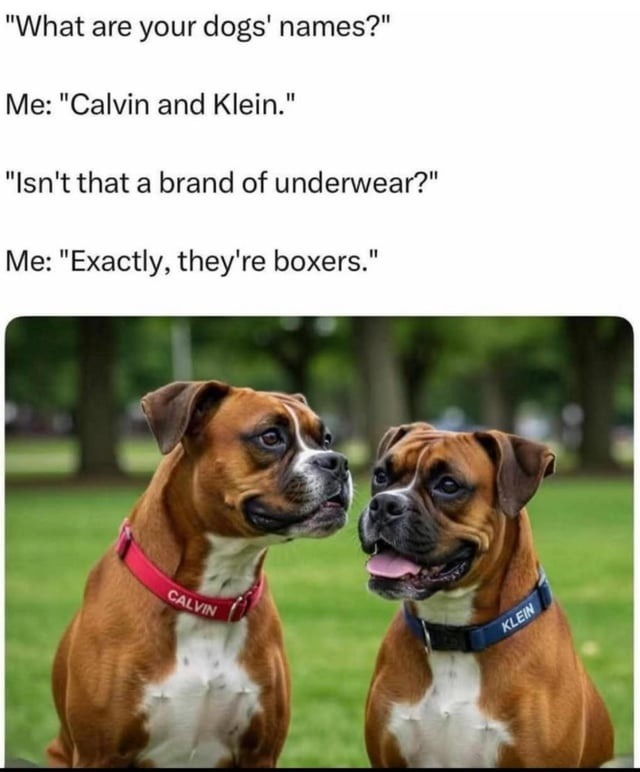 Yes, they’re boxers. Yes, their names are Calvin and Klein - meme