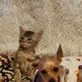 Gato y perro reveal