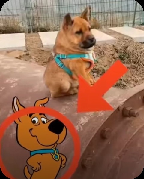 Scrappy IRL¡! - meme
